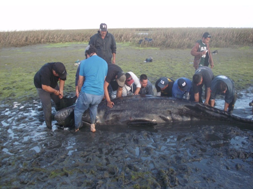 La Profepa rescató dos ballenatos en Baja California Sur.