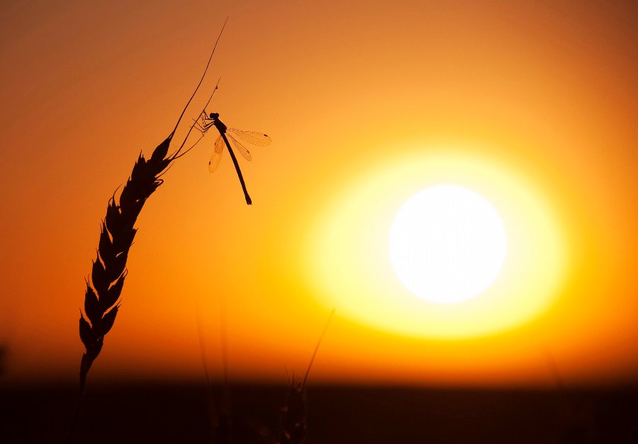 El sol se pone en los campos de trigo en una granja en Fort Macleod, Alberta