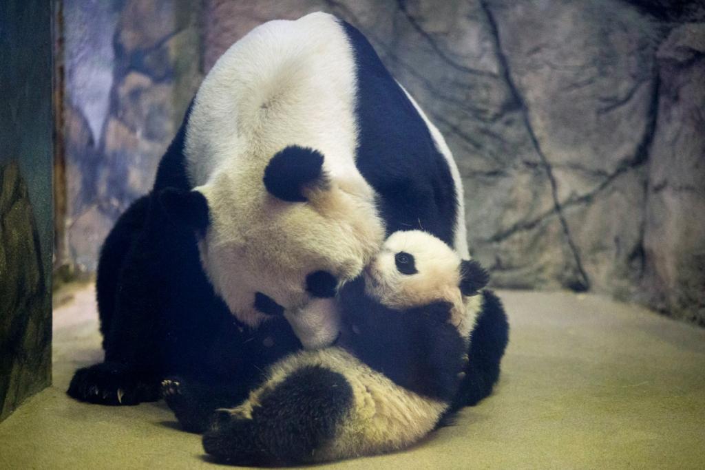 Bao Bao con su madre Mei Xiang en su hábitat de interior en el Zoológico Nacional en Washington