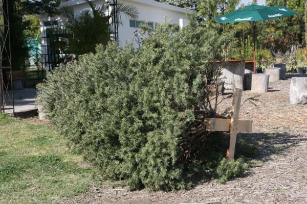 Árboles de Navidad son reincorporados al suelo en menos tiempo.
