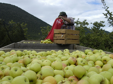 Solo corren peligro los cultivos de manzana cuando se presentan heladas a finales de febrero y durante marzo y abril.