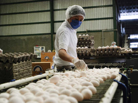 La producción de huevo en Jalisco se incrementó en un cinco por ciento al cierre del año pasado. 