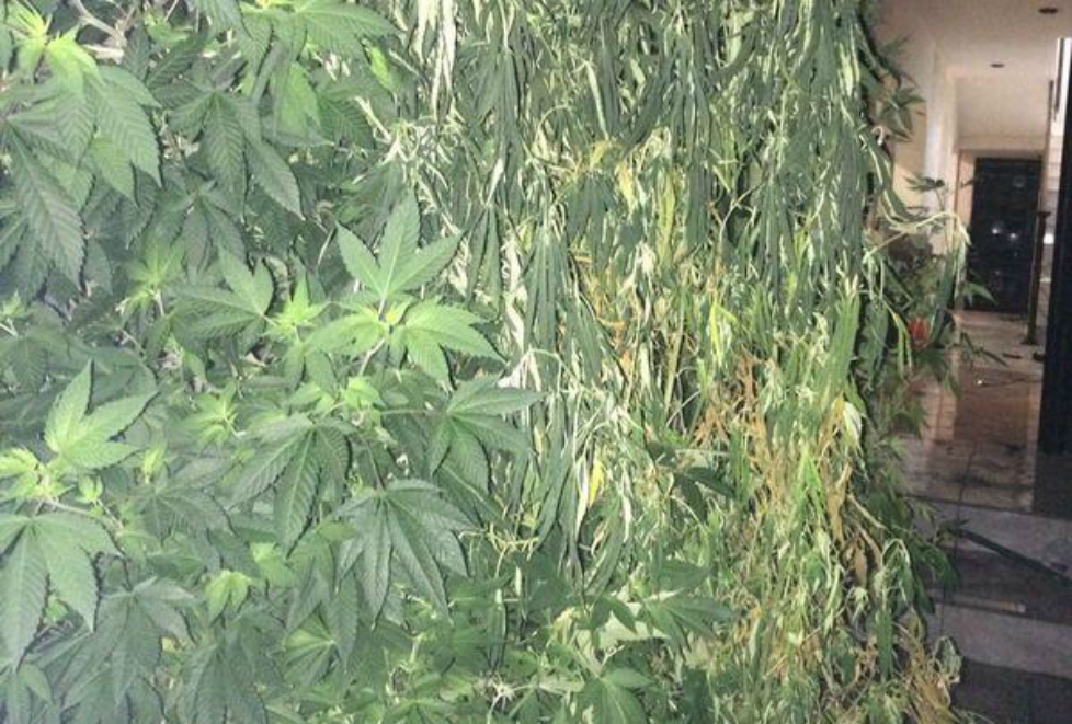 Se encontraron plantas que miden más de 1.50 metros de altura. 