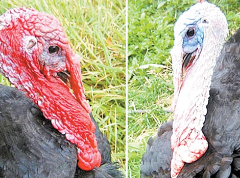 Se inspiraron en el mecanismo natural del pavo para cambiar de color.