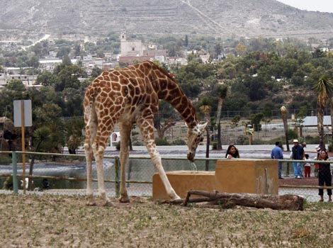 La disminución en el número de visitantes provocó pérdidas millonarias. 