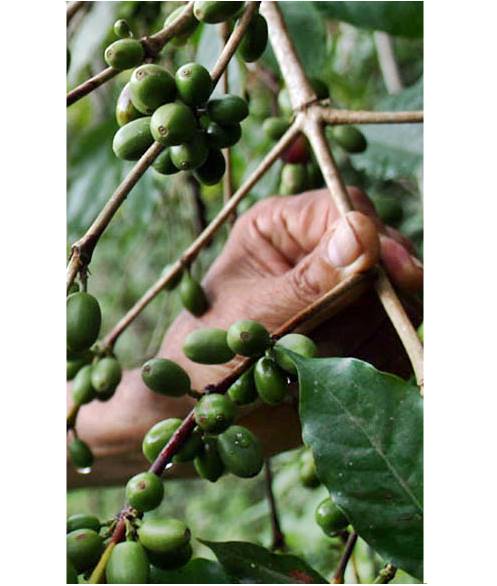 Las heladas de enero han afectado la producción de café. 