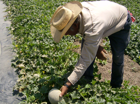 Productor de melón en Matamoros.