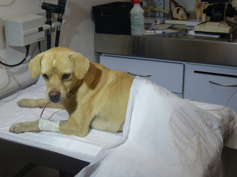 En fechas recientes se han incrementado los casos de animales que sufren maltrato.