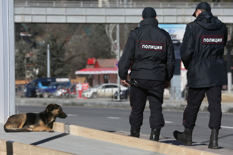 Según el director de la empresa miles de perros callejeros recorren las calles de Sochi y algunos de ellos muerden a los niños, 