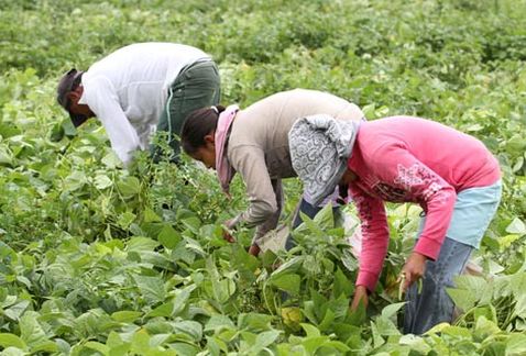 Los requisitos que se deben cumplir son ser trabajador agrícola jornalero o campesino.