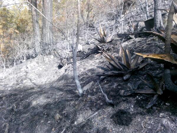 El incendio en la Sierra de Arteaga fue controlado pero afectó 1.5 hectáreas de pastizales.