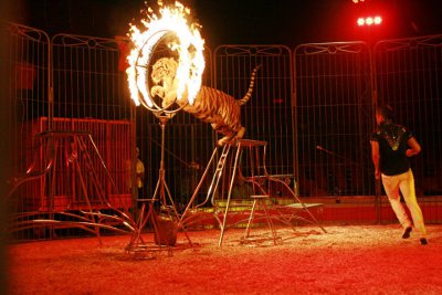 El Circo Chino de Pekín también tiene un espectáculo con tigres de bengala
