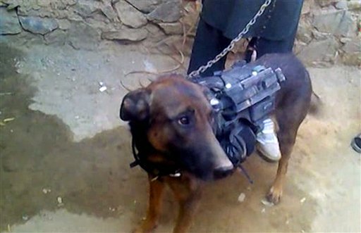 "Coronel" el perro capturado por los talibanes 