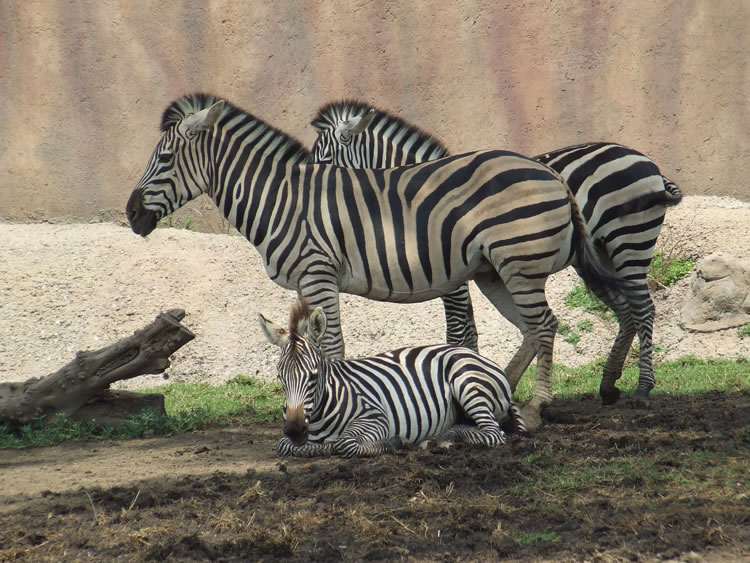 El Zoológico de San Juan de Aragón tiene una cría de cebra de Grant, nacida en enero pasado en ese sitio.