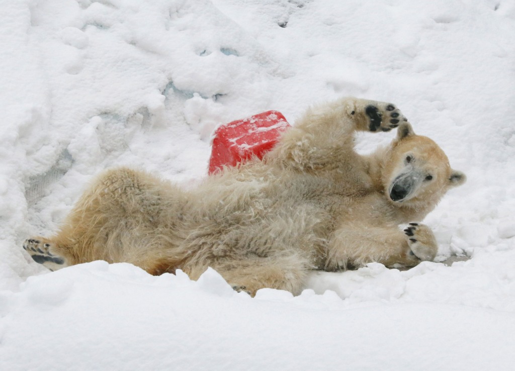 Un oso blanco juega en la nieve en el Zoológico de Ueno en Tokio.
