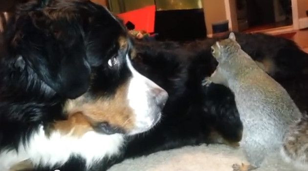 Ardilla intenta ocultar nuez en pelo de un perro 