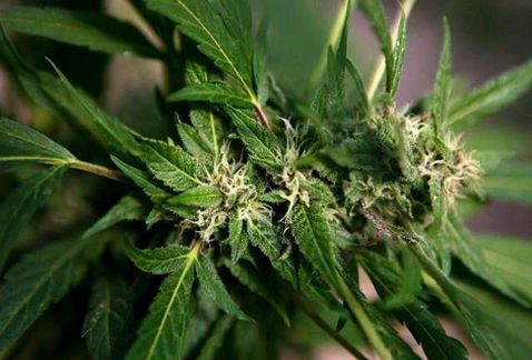 Arquidiócesis rechaza legalización de la mariguana
