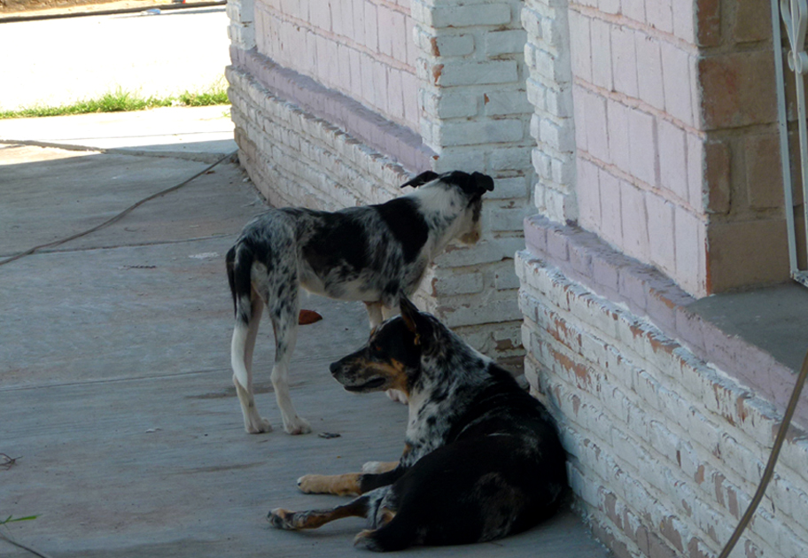 En el Centro Antirrábico se realiza la aplicación de vacuna y baño contra las garrapatas.  