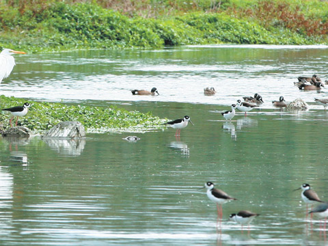 Pocos habitantes de Monterrey y zonas aledañas saben de la riqueza biológica de este río, siempre pensado como seco, muerto y polvoso. Sin embargo, a 