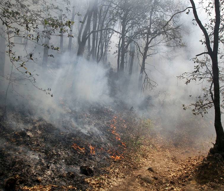 Del año 2000 al 2013 en Hidalgo se presentaron dos mil 645 incendios forestales. 
