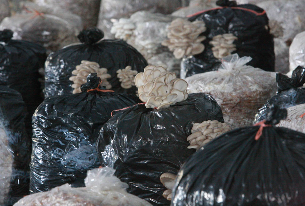 En cada bolsa crecen de tres a cuatro kilos de hongos en promedio.