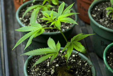 Hoy fue presentada en la ALDF la iniciativa para despenalizar el consumo de mariguana en la Ciudad de México.