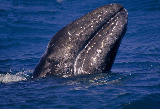 Las ballenas llegan en esta época del año a aguas mexicanas