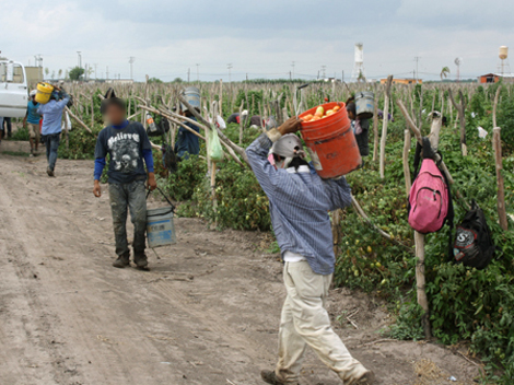 Por lo menos 30 maderenses, fueron contratados para dedicarse a la labor de pizca de tomate.