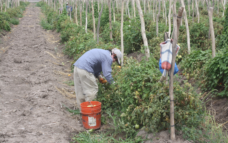 Existe una mano de obra calificada en actividades como la agrícola y la ganadera.
