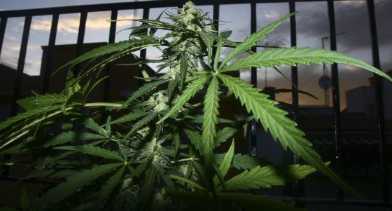 Argentina podría seguir el camino de Uruguay en la legalización de la mariguana