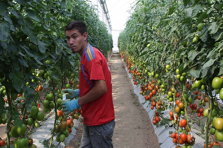 Se estima que el 27 por ciento de la población ocupada desempeña labores agropecuarias.