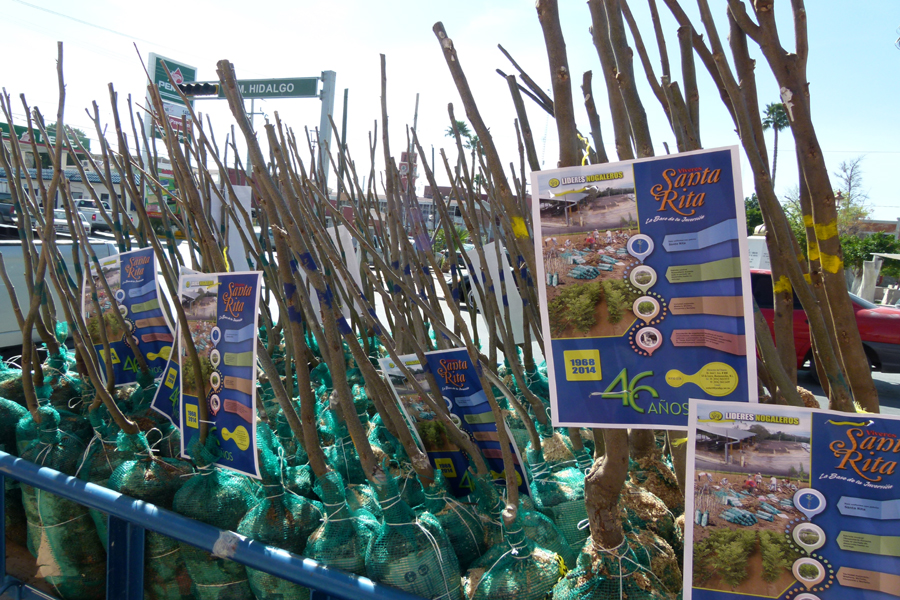 Nogal es el cultivo más importante de San Pedro, Coahuila.