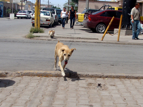 Los restos de los animales que son dormidos o retirados de las calles, son depositados en el basurero. 