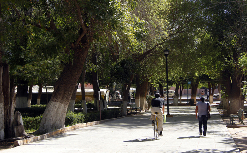 Lerdo es la zona más verde de la Zona Metropolitana.