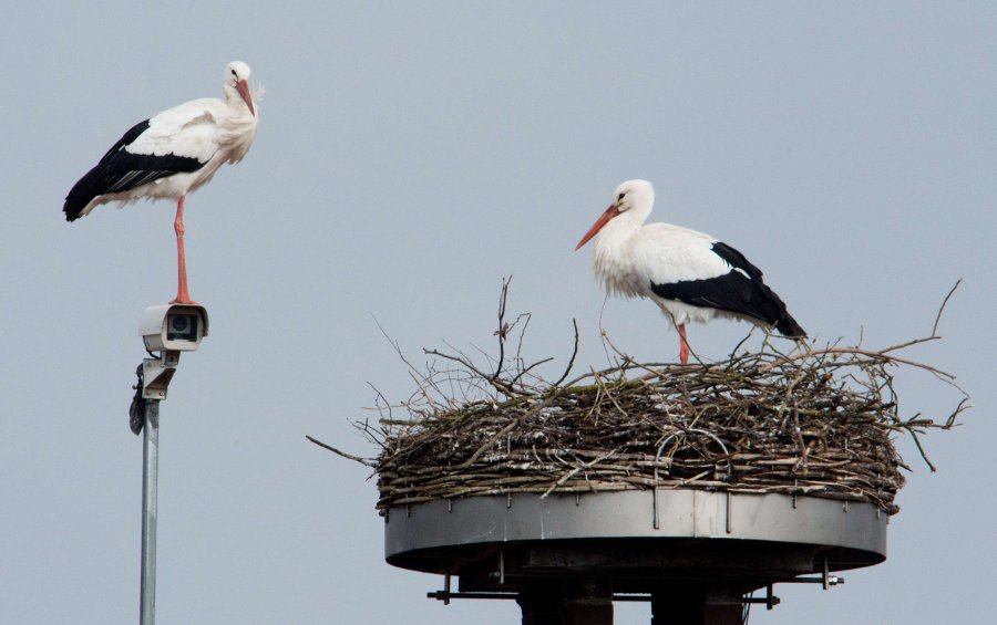 Un par de cigüeñas blancas resguardan su nido en el tejado de una casa en Auhagen.