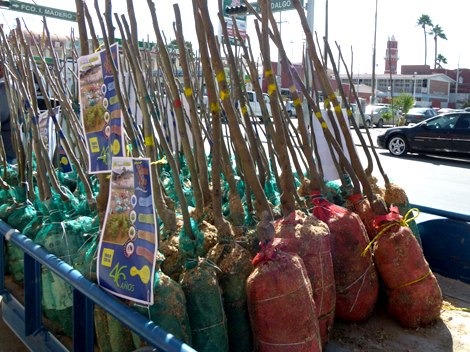 La producción fuerte del fruto se da durante octubre.