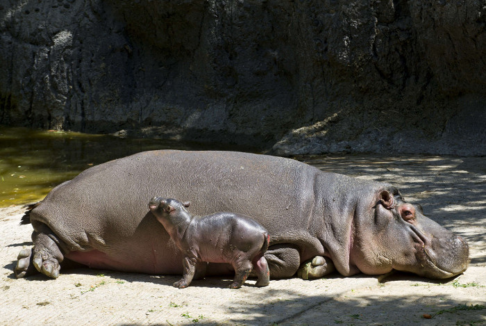 Un pequeño hipopótamo, de apenas unos días de nacido, se para junto a su madre en el Zoológico de Chapultepec.