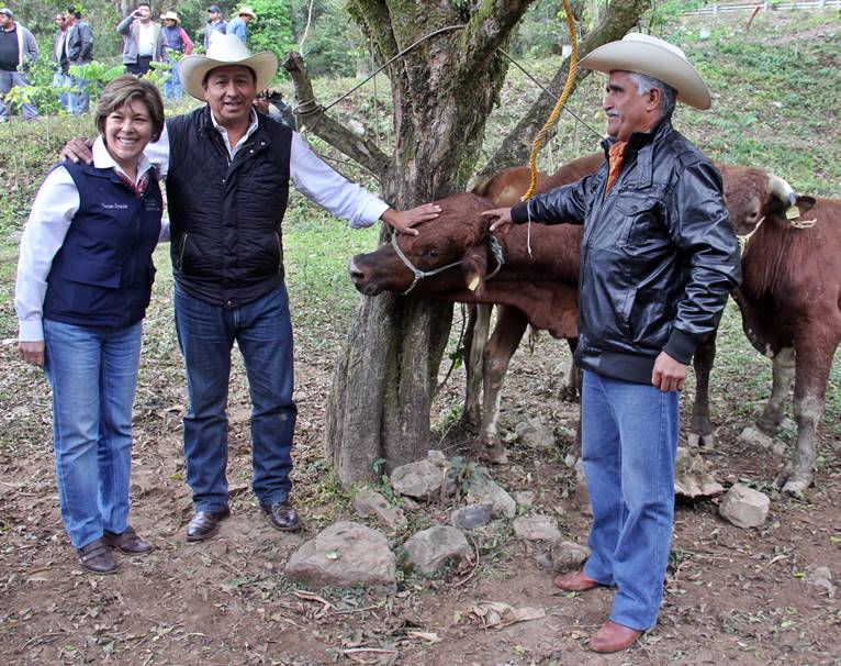Buscan aumentar calidad de carne. 