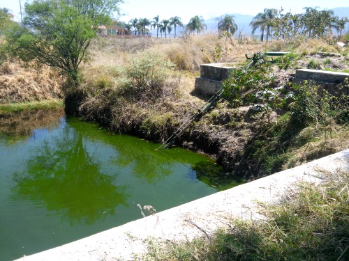 La denuncia ciudadana llevó a la Profepa a  detectar los contaminantes.