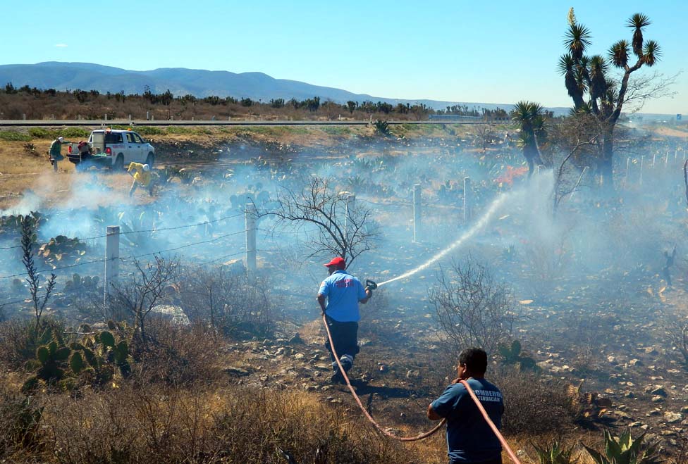 El incendio en la reserva Tehuacán-Cuicatlan consumió varias especies de flora.