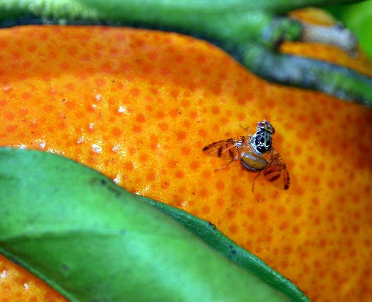 Peligran negociaciones por la plaga de la mosca de la fruta