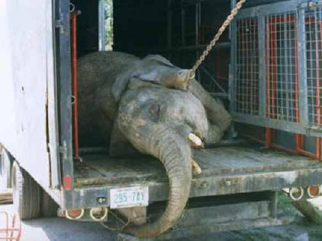 Buscan evitar uso de animales en circos