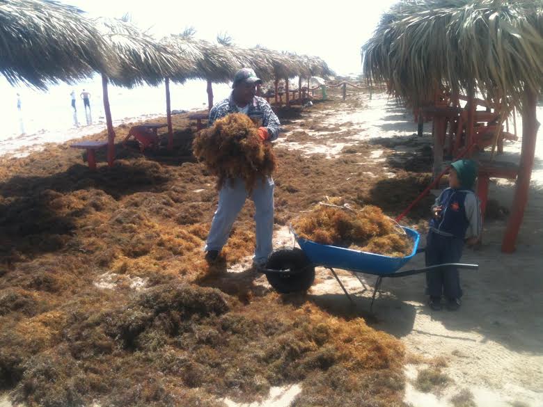 Los efectos del frente frío 43, dejaron gran cantidad de sargazo en playa Miramar.