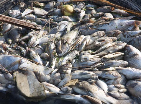 Se invitó a la comunidad a denunciar quienes tiren desechos en el río. 