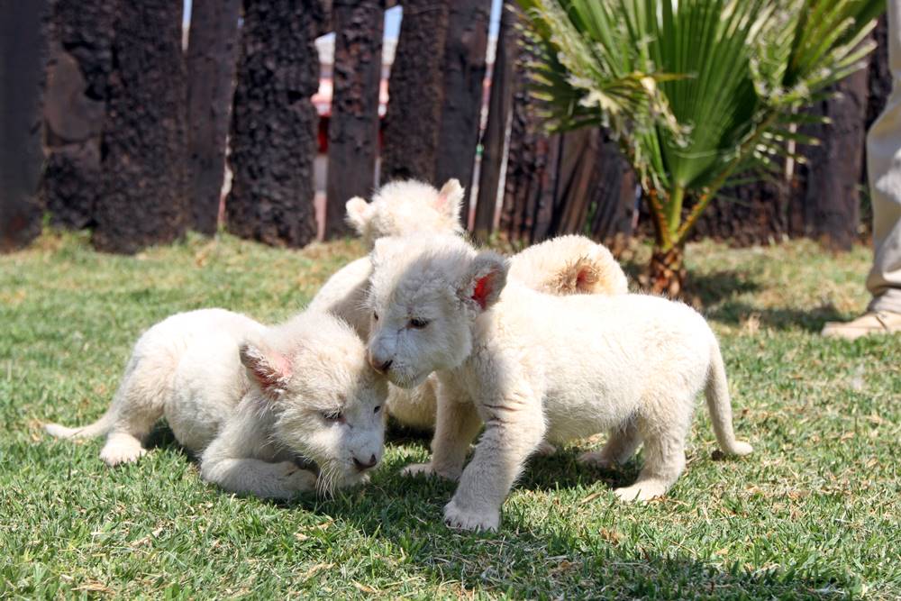En el zoológico  nacieron cuatro cachorros de león blanco y una cría de dromedario.