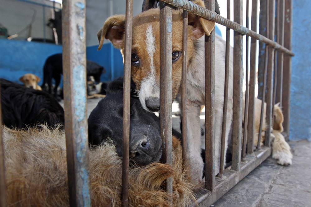 El Centro de Control Canino Metropolitano cuenta con una capacidad de 350 perros. 