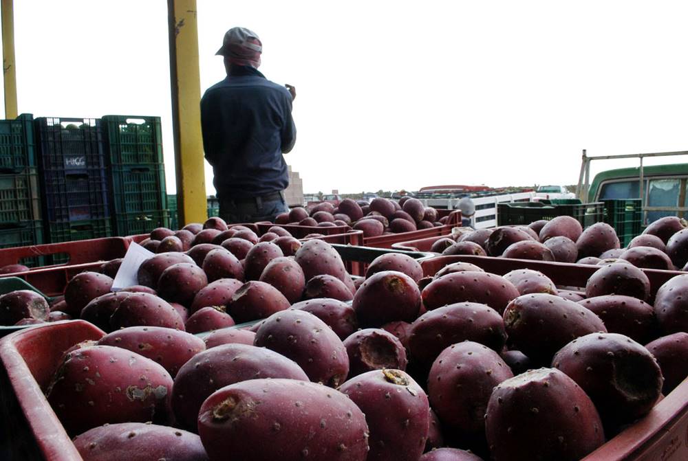 En México se está pagando bien la tuna. 