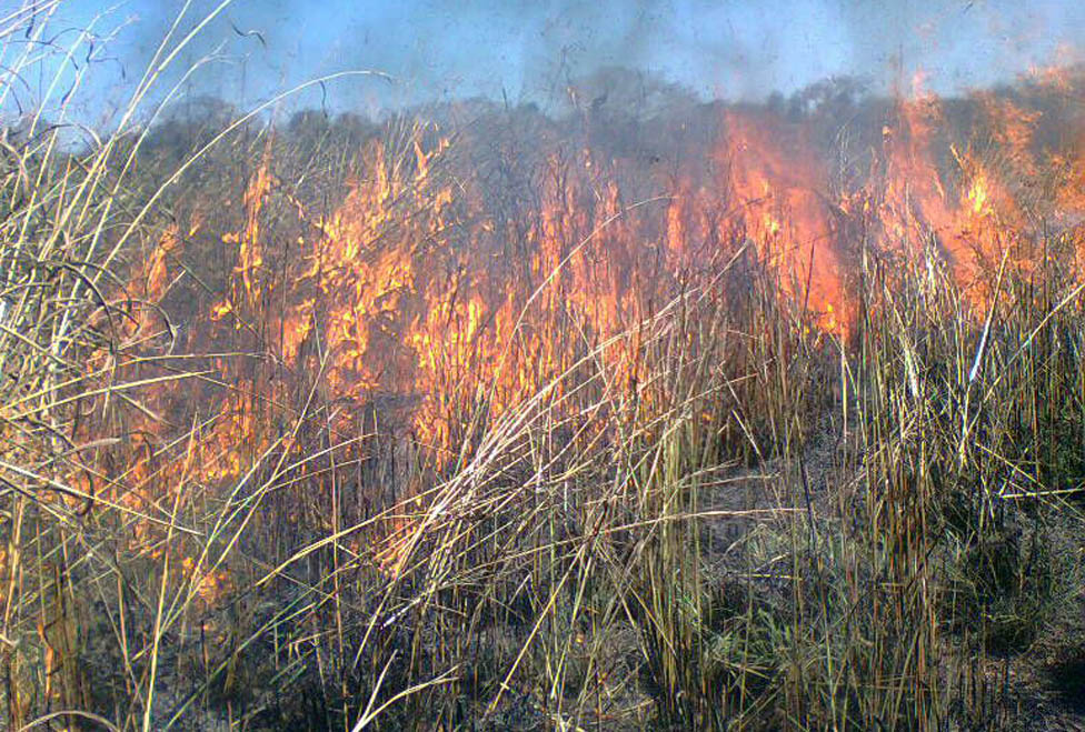 Recursos se aplican básicamente a la prevención de incendios