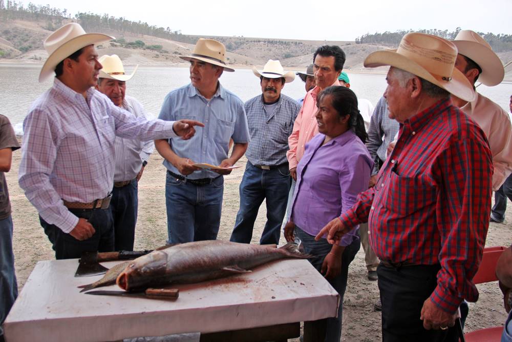 Siembran crías de carpa. 