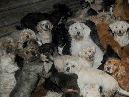 A través de Locatel, se pretende elaborar un registro de perros y gatos para tener más posibilidades de localizarlos, en caso de que se extravíen, per